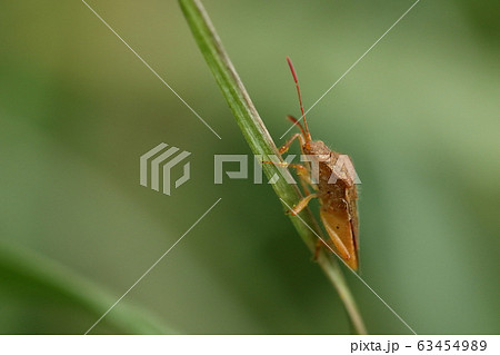 生き物　昆虫　アカヒメヘリカメムシ、横から見ると体が細かい毛に覆われているのがよくわかります 63454989