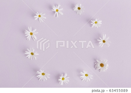 the Memorial Day concept, white chrysanthemum flower 062 63455089