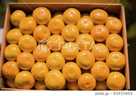 Close-up of Agricultural and Marine Products 481 Close-up of Agricultural and Marine Products 481 63455603
