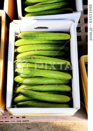 Close-up of Agricultural and Marine Products 068 Close-up of Agricultural and Marine Products 068 63455998