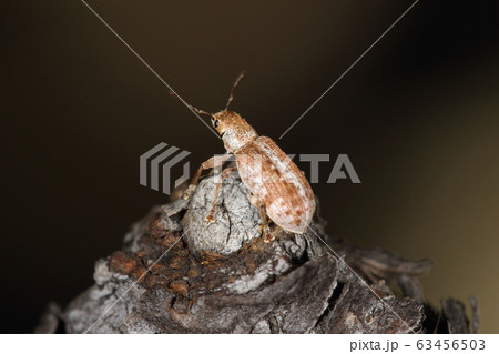 生き物　昆虫　マツトビゾウムシ、背中のラインが見えれば間違いないかと・・・。松の木で見つかります 63456503