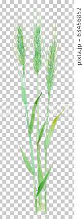Triticum aestivum 小麦の束 63456852