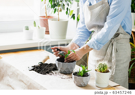 A woman is gardening near the window of the house, replanting a green plant in a pot. The concept of home gardening. 63457246