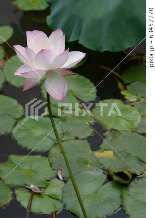 6 July 2008  Lotus. Garden, asia. beautiful lotus 63457270