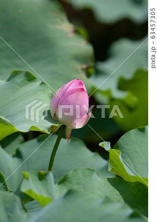 6 July 2008 Lotus. Garden, asia. beautiful lotus 6 July 2008 Lotus. Garden, asia. beautiful lotus 63457305