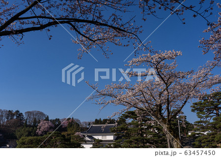福島県　二本松城と桜 63457450