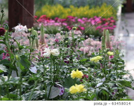 花屋さん 花屋さん 63458014