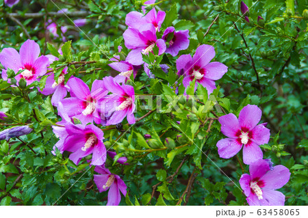 Hibiscus syriacus under the rain national flower Hibiscus syriacus under the rain national flower 63458065