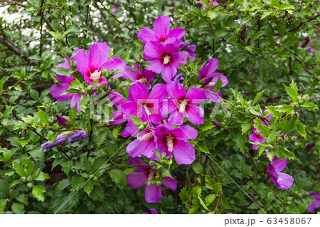 Hibiscus syriacus under the rain national flower Hibiscus syriacus under the rain national flower 63458067