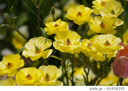 ラナンキュラス　ラックス 63458195