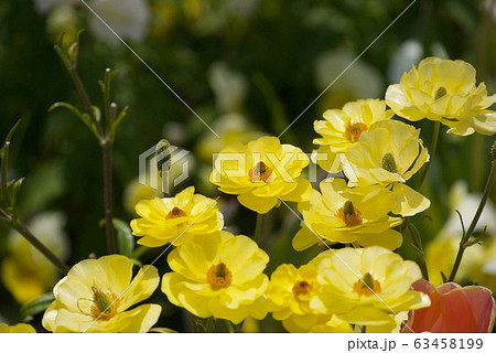 ラナンキュラス　ラックス 63458199