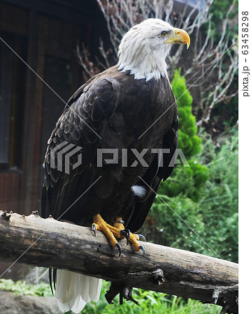 ハクトウワシ 横向き止まり木 縦サイズの写真素材 [63458298] - PIXTA