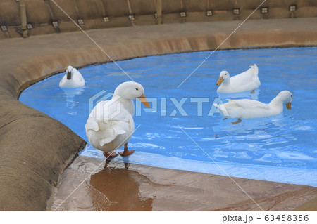 プールで泳ぐアヒル プールで泳ぐアヒル 63458356
