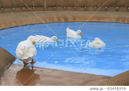 プールで泳ぐアヒル 63458359