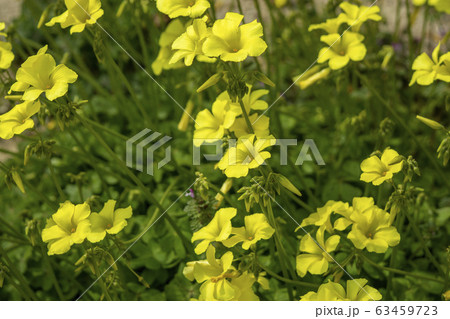 黄色いオオキバナカタバミの花の写真素材