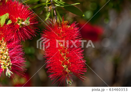 A beautiful red flower of Callistemon A beautiful red flower of Callistemon 63460353