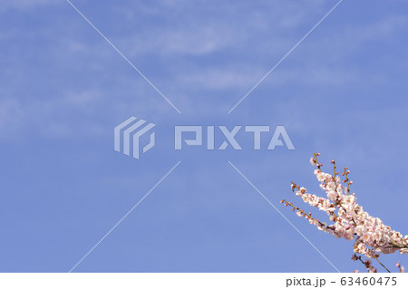 清々しい春 大空と梅と 清々しい春 大空と梅と 63460475