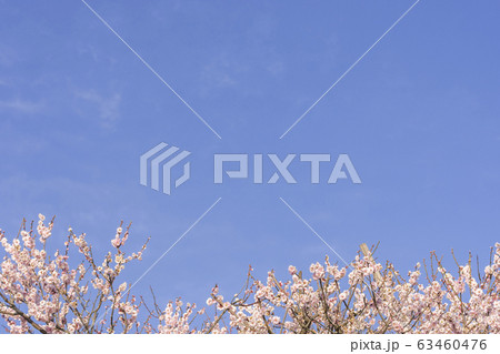 清々しい春 大空と梅と 清々しい春 大空と梅と 63460476