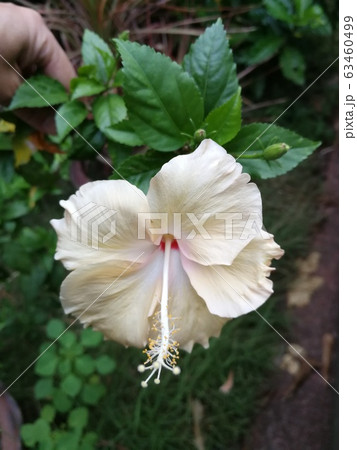 Pastel hibiscus Pastel hibiscus 63460499