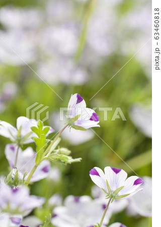 ネモフィラ マクラタ ファイブスポット ネモフィラ マクラタ ファイブスポット 63460818