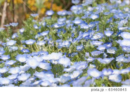 ネモフィラ ルリカラクサ ネモフィラ ルリカラクサ 63460843