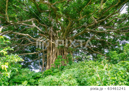 鹿児島県喜界島 手久津久の巨大ガジュマル 神秘的な気根と生命力溢れる巨木のアップ 63461241
