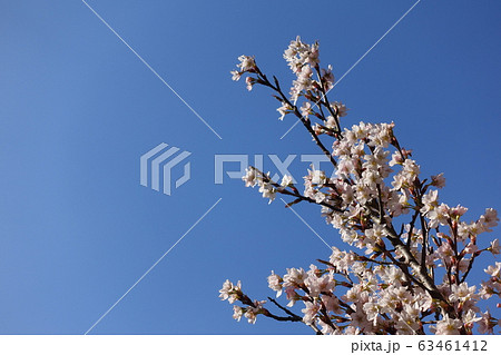 満開の桜　啓翁桜 63461412