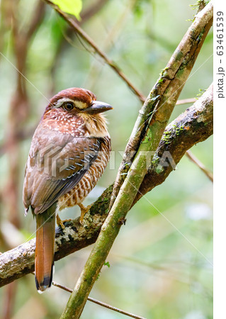 Short-legged Ground-Roller, Masoala, Madagascar Short-legged Ground-Roller, Masoala, Madagascar 63461539