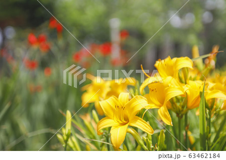夏の花風景 黄色のユリの花言葉の通り 明るく陽気な夏風景の写真素材