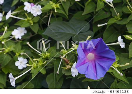 夏の花 朝顔-朝顔と豆朝顔の夏風景 夏の花 朝顔-朝顔と豆朝顔の夏風景 63462188