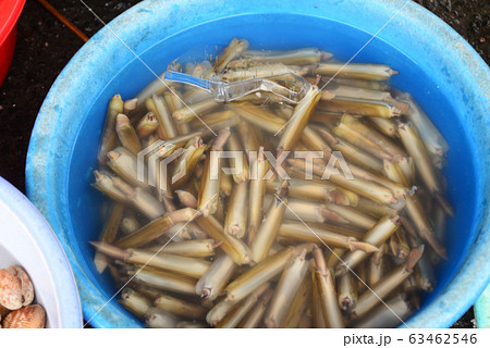 Razor clam Sell in fresh seafood market Razor clam Sell in fresh seafood market 63462546