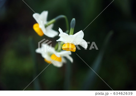ほのかに香る日本水仙の花 63462639