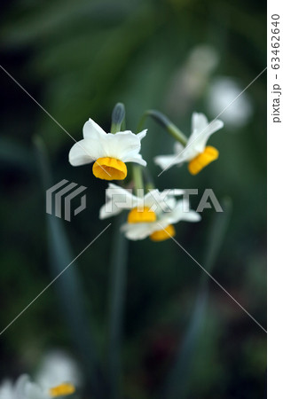ほのかに香る日本水仙の花 63462640
