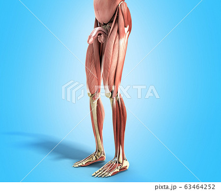 Human Muscle Anatomy 3d render on blue 63464252