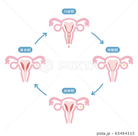 Illustration of menstrual cycle 63464315
