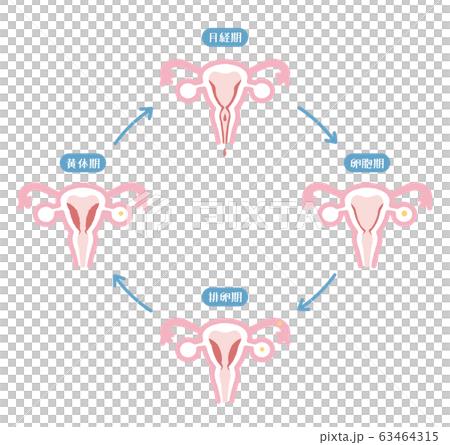 Illustration of menstrual cycle 63464315