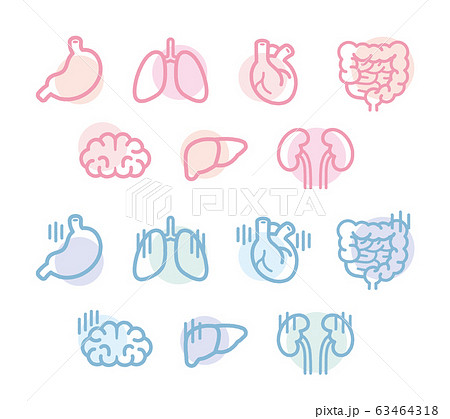 Human organ illustration design 63464318
