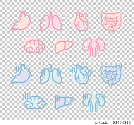 Human organ illustration design 63464318