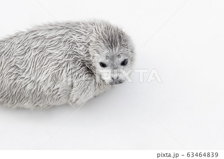 アザラシ 子供 赤ちゃん おたる水族館 北海道 小樽市 おたる ゴマフアザラシの写真素材