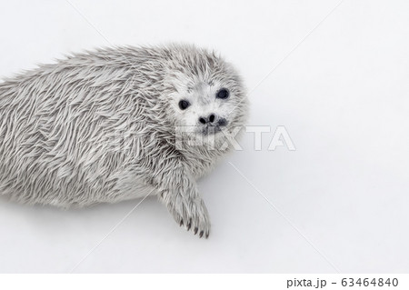 アザラシ 子供 赤ちゃん おたる水族館 北海道 小樽市 おたる ゴマフアザラシ アザラシ 子供 赤ちゃん おたる水族館 北海道 小樽市 おたる ゴマフアザラシ 63464840