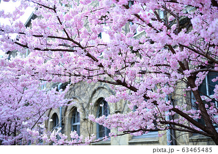 旧京都市立成徳中学校の桜2020 63465485