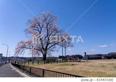 福島県 二本松市 道の駅安達の桜 万燈桜 福島県 二本松市 道の駅安達の桜 万燈桜 63465580
