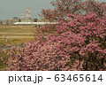 東海道新幹線と河津桜 63465614