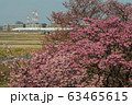 東海道新幹線N700系と満開の桜 63465615