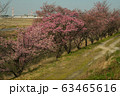 東海道新幹線と桜 63465616
