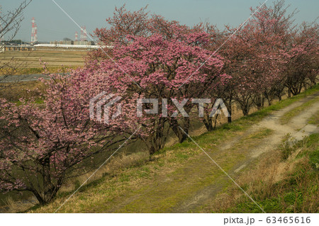 東海道新幹線と桜 63465616