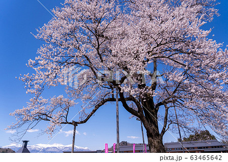 福島県　二本松市　道の駅安達の桜　万燈桜　遠くに安達太良山が見える 63465642