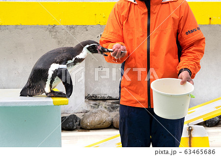 ペンギン 餌やり おたる水族館 飼育員 北海道 小樽市 フィードの写真素材