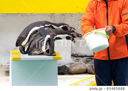 ペンギン 餌やり おたる水族館 飼育員 北海道 小樽市 フィードの写真素材