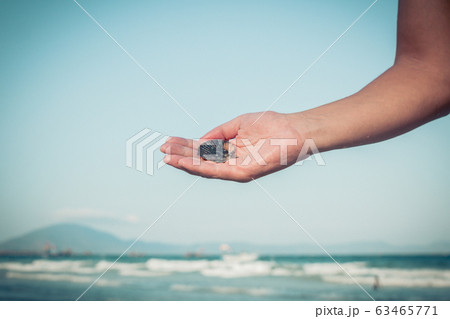beautiful Sea shell on the man's hand 63465771
